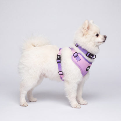 Petit chien blanc debout de profil portant le harnais et le collier dégradé rose et violet sur fond clair