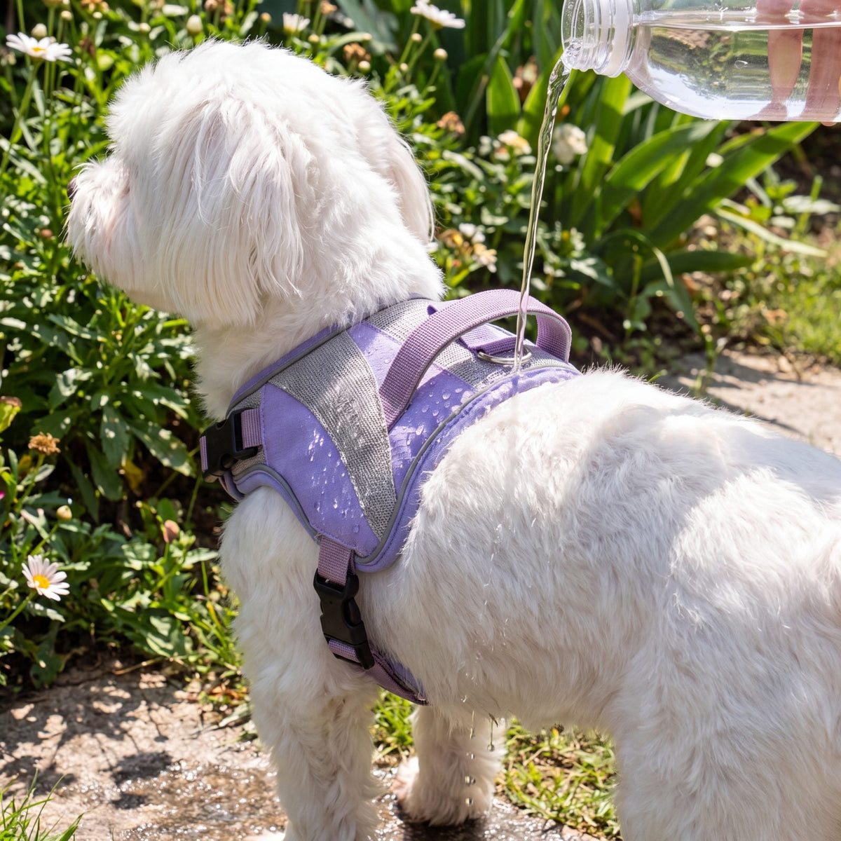 Filet d'eau versé sur le dos d'un bichon maltais portant le harnais rafraîchissant violet, tissu mouillé