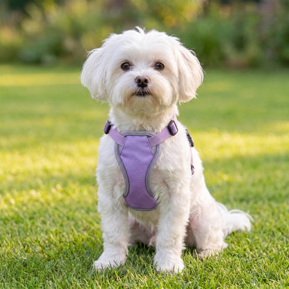 Bichon maltais blanc assis dans un jardin, portant un harnais rafraîchissant violet