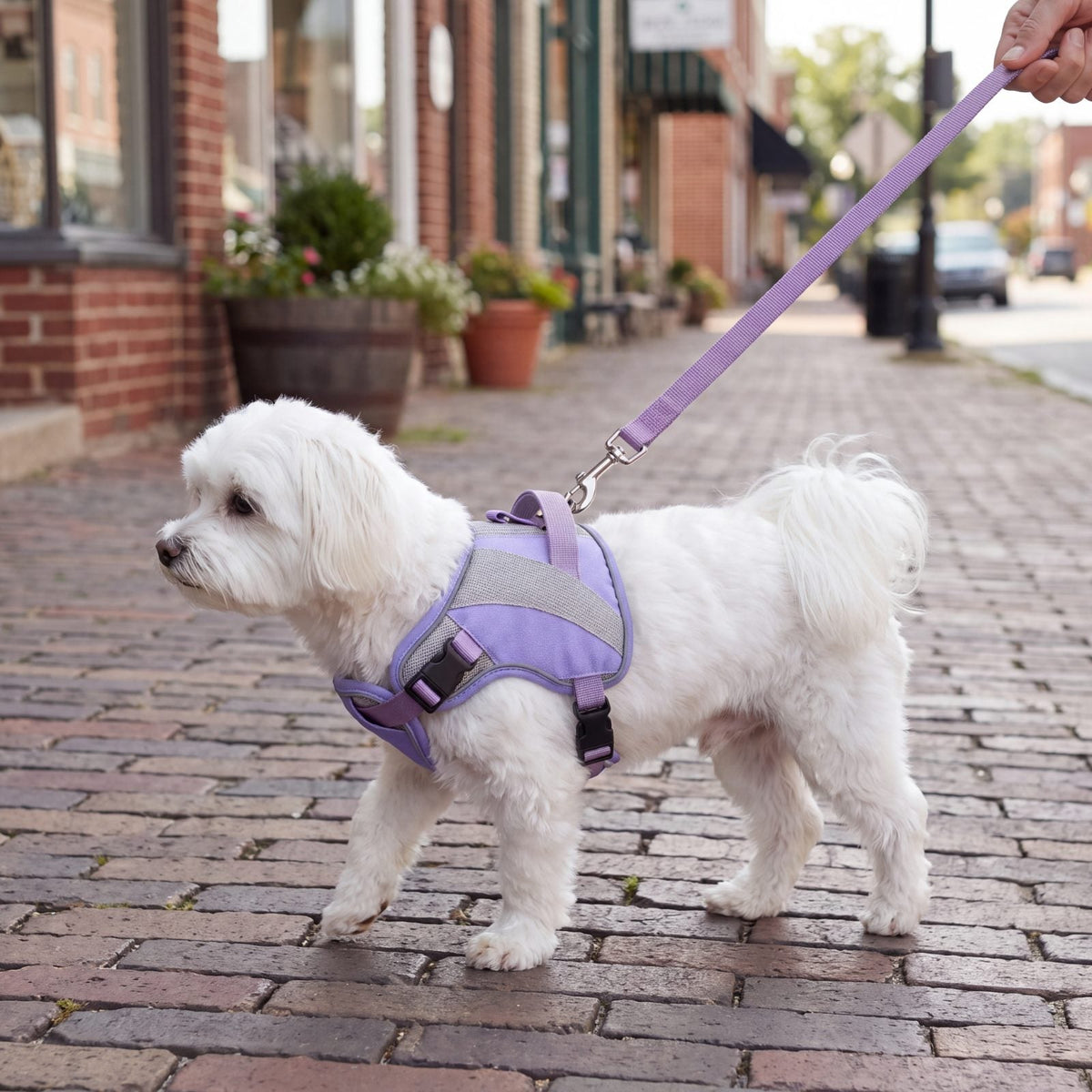 Bichon maltais blanc de profil en laisse sur un trottoir, harnais rafraîchissant violet à poignée