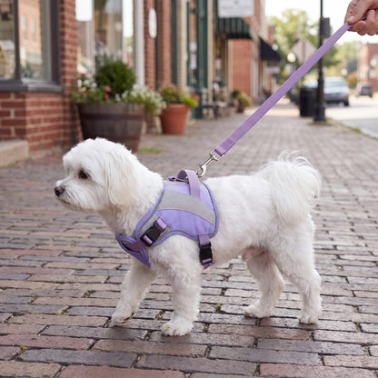 Bichon maltais blanc de profil en laisse sur un trottoir, harnais rafraîchissant violet à poignée