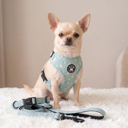 Harnais petit chien imprimé dinosaure - chihuahua assis avec la laisse assortie