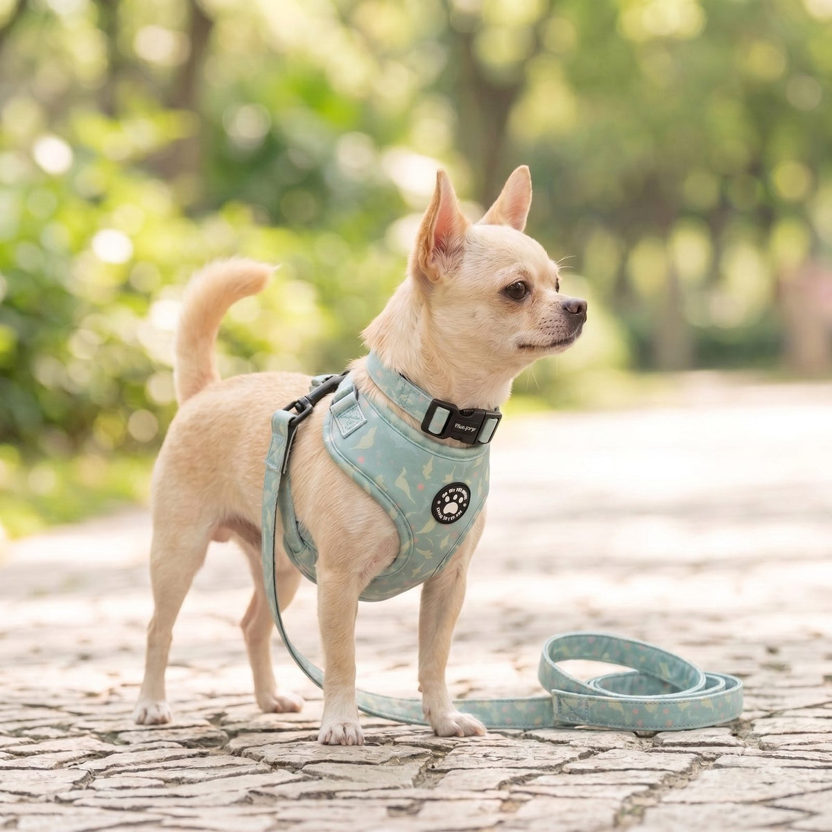Harnais petit chien imprimé dinosaure - chihuahua en balade sur un chemin extérieur