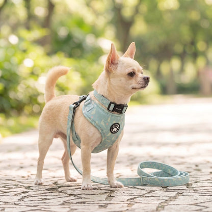 Harnais petit chien imprimé dinosaure - chihuahua en balade sur un chemin extérieur