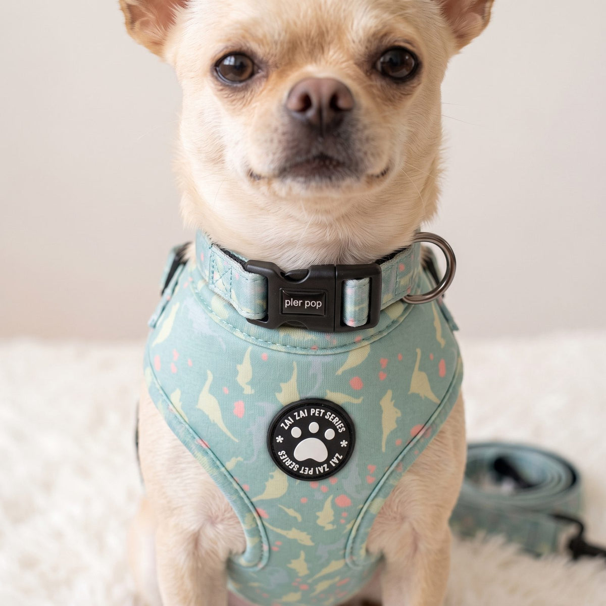 Harnais petit chien imprimé dinosaure - portrait chihuahua avec collier assorti