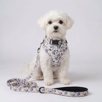 Petit chien assis de face, portant l'ensemble complet harnais, collier et laisse imprimé dinosaures colorés