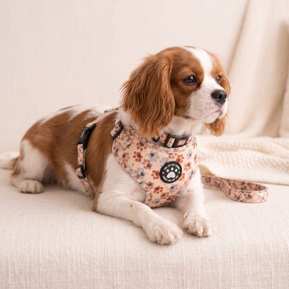 Petit chien couché de trois-quarts, portant l'ensemble harnais, collier et laisse imprimé empreintes de pattes