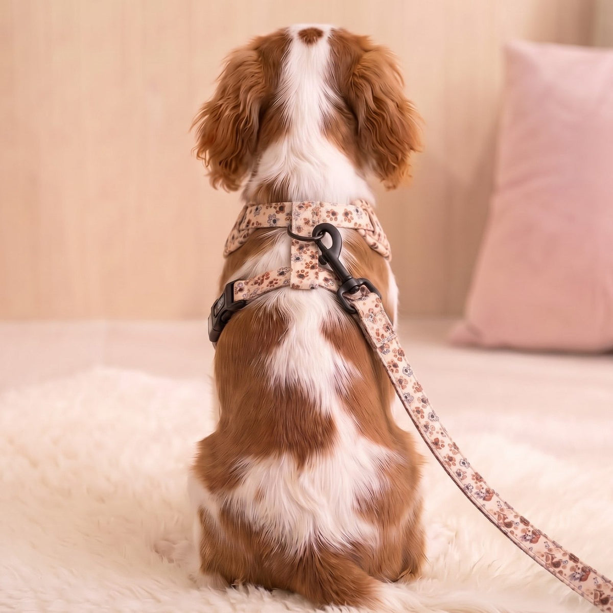 Petit chien vu de dos, portant l'ensemble harnais et laisse imprimé empreintes de pattes, mousqueton de fixation visible