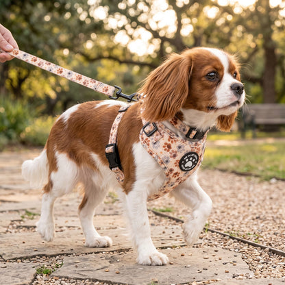 Petit chien en balade extérieure, tenu en laisse, portant l'ensemble harnais et collier imprimé empreintes de pattes