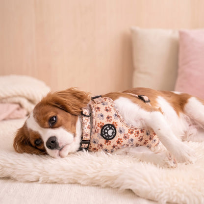 Petit chien couché, détendu, portant le harnais imprimé empreintes de pattes