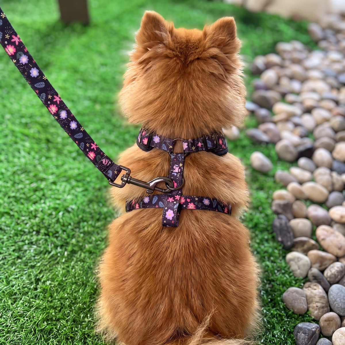 Petit chien vu de dos portant le harnais imprimé floral, laisse attachée à l'anneau dorsal