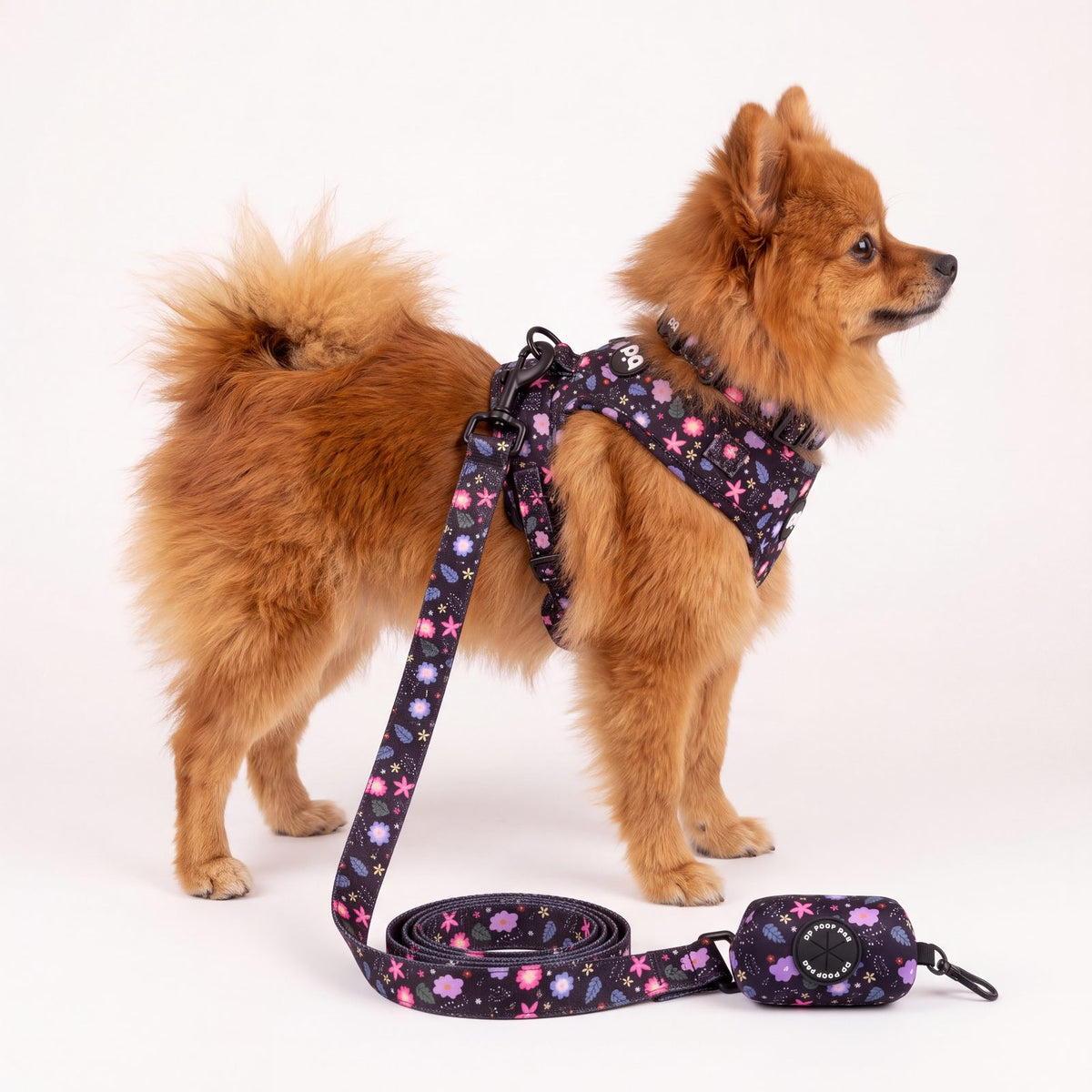 Petit chien debout de profil portant l'ensemble harnais, collier et laisse à imprimé floral
