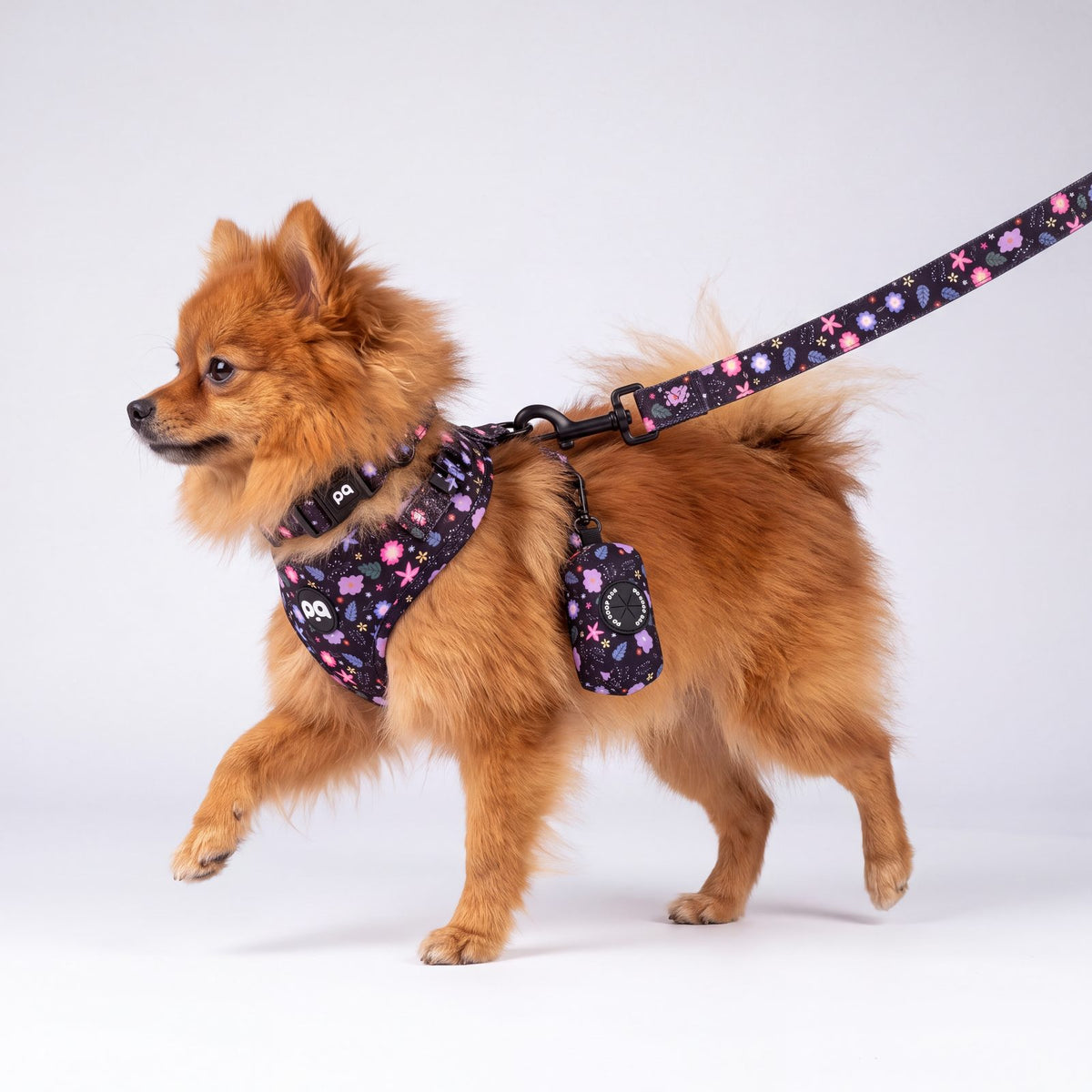 Petit chien en mouvement de profil portant l'ensemble harnais et collier imprimé floral, distributeur de sacs à déjections accroché à la laisse