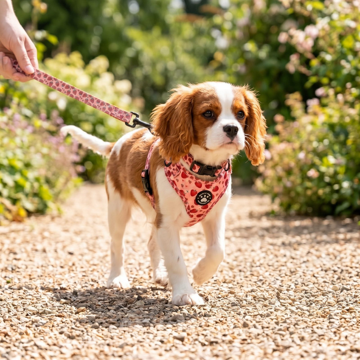 Chiot en balade extérieure avec le harnais petit chien imprimé fraise et sa laisse