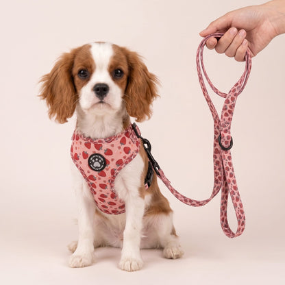 Chien assis de face avec zoom sur la boucle-clip du harnais petit chien imprimé fraise