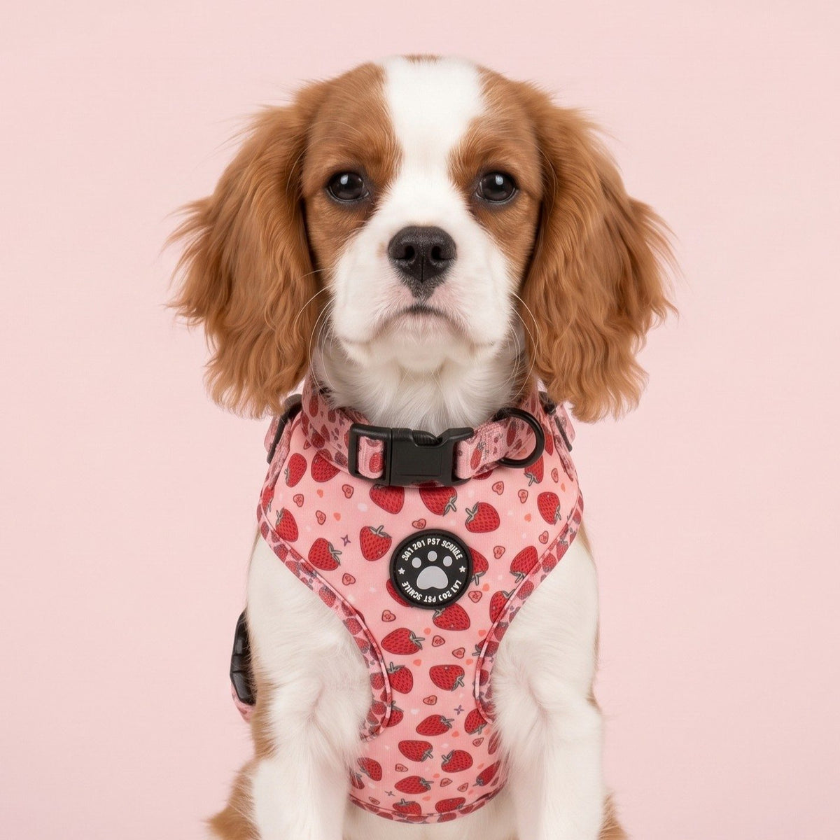 Chiot Cavalier King Charles portant le harnais petit chien imprimé fraise, portrait de face