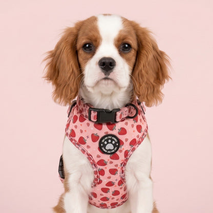 Chiot Cavalier King Charles portant le harnais petit chien imprimé fraise, portrait de face