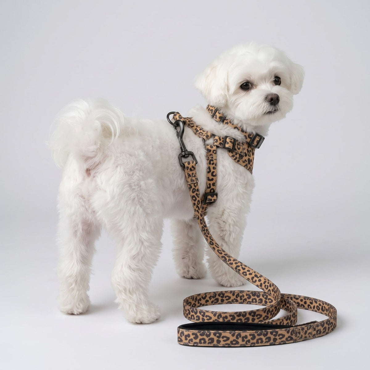 Petit chien debout tenu en laisse, portant le harnais et le collier imprimé léopard