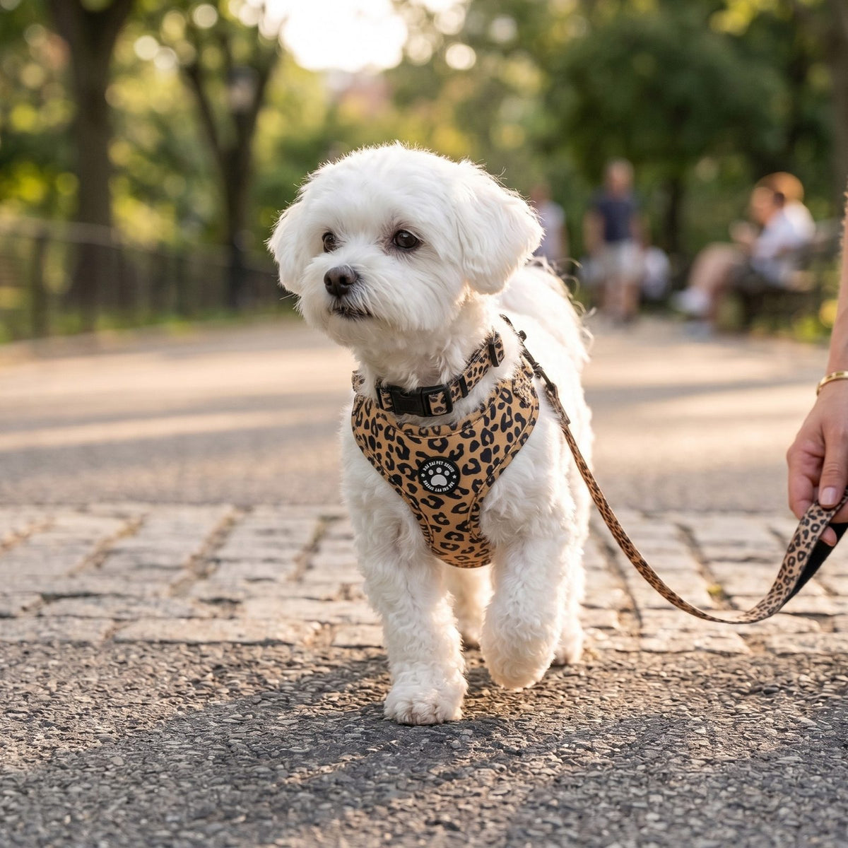 Ensemble harnais, collier et laisse pour petit chien imprimé léopard, packshot sur fond blanc