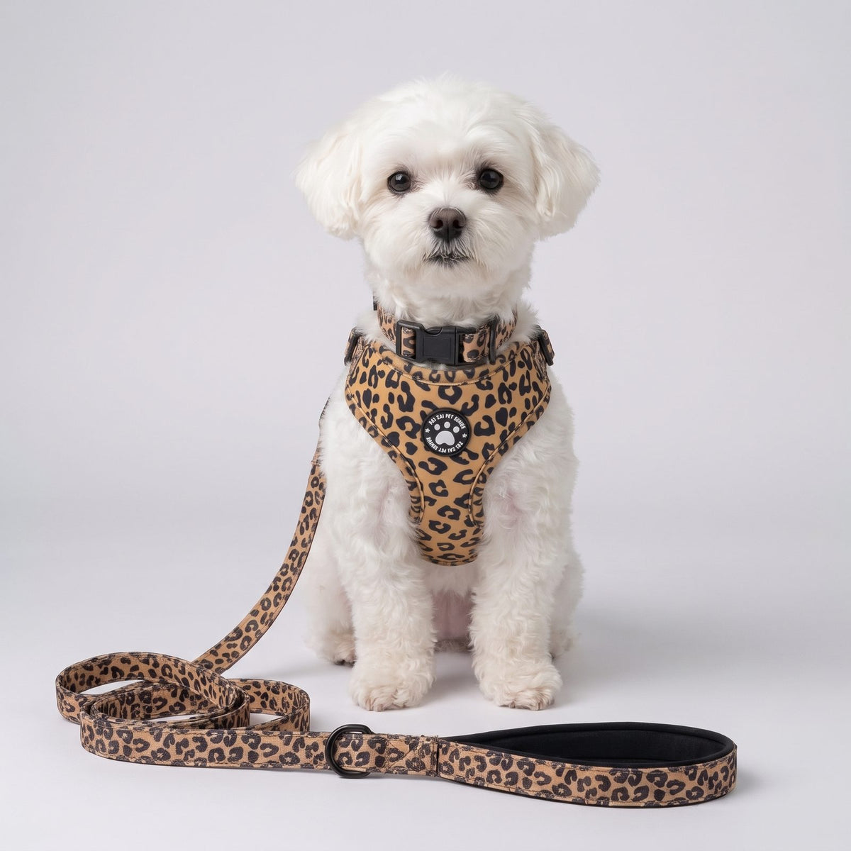 Chien assis de face portant l'ensemble harnais, collier et laisse pour petit chien imprimé léopard