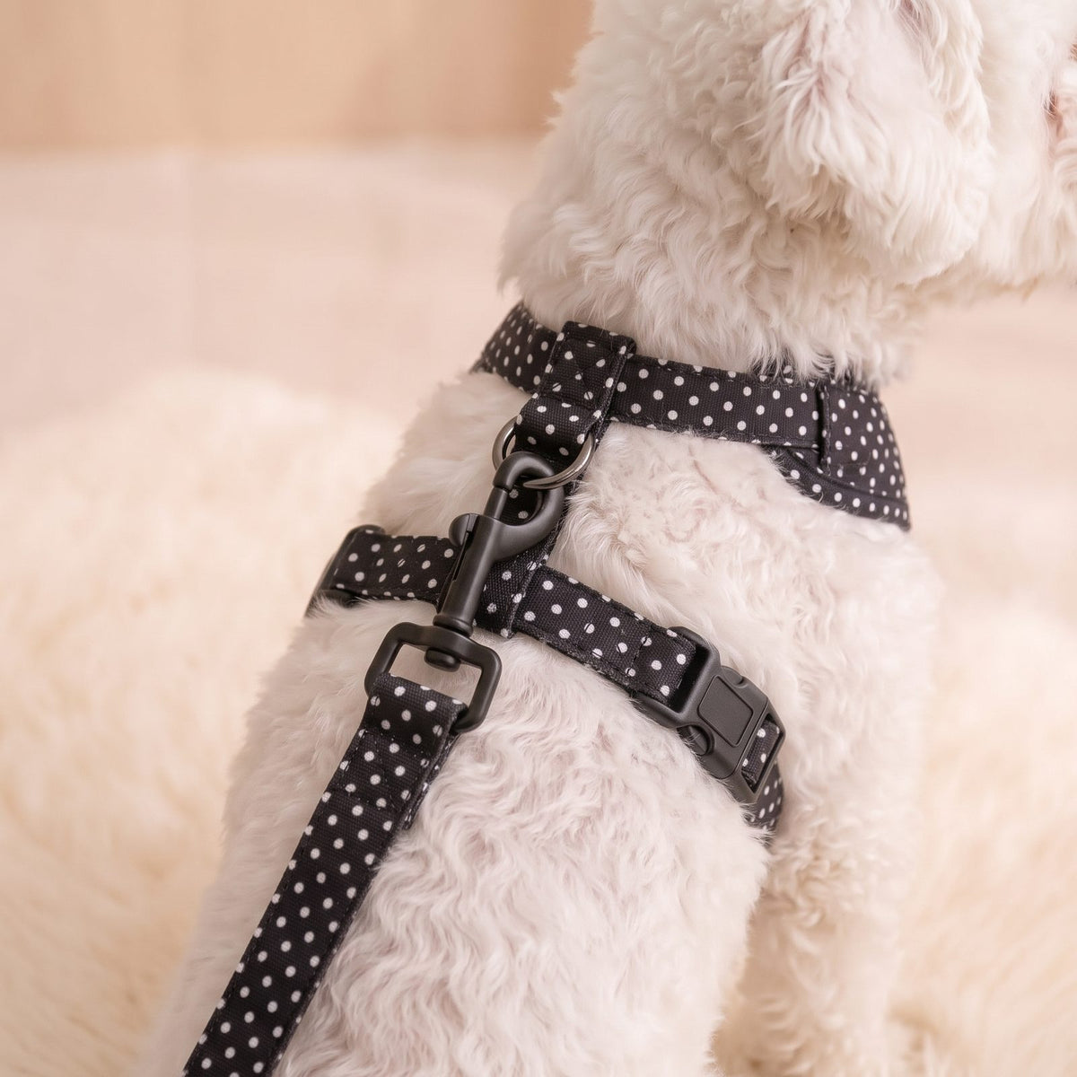 Zoom sur le mousqueton et l'anneau d'attache au dos du harnais petit chien imprimé pois noir
