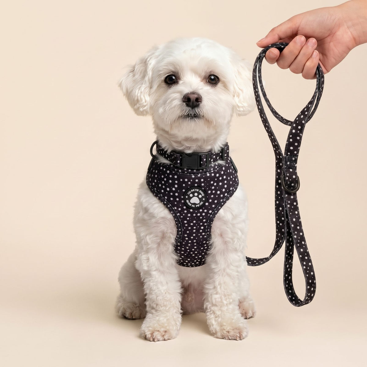 Petit chien assis tenu en laisse, portant l'ensemble harnais et collier imprimé pois noir