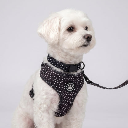 Chien assis de face portant l'ensemble harnais, collier et laisse pour petit chien imprimé pois noir