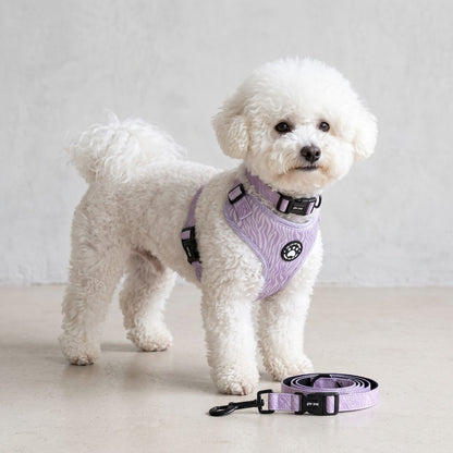 Chien debout en intérieur portant l'ensemble complet harnais petit chien imprimé zèbre, collier et laisse