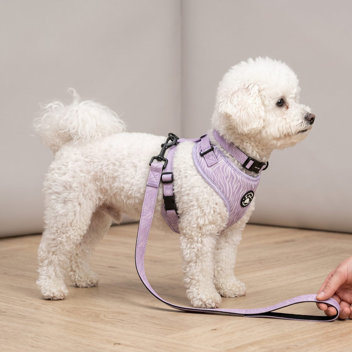 Chien de profil en intérieur portant le harnais petit chien imprimé zèbre et sa laisse assortie