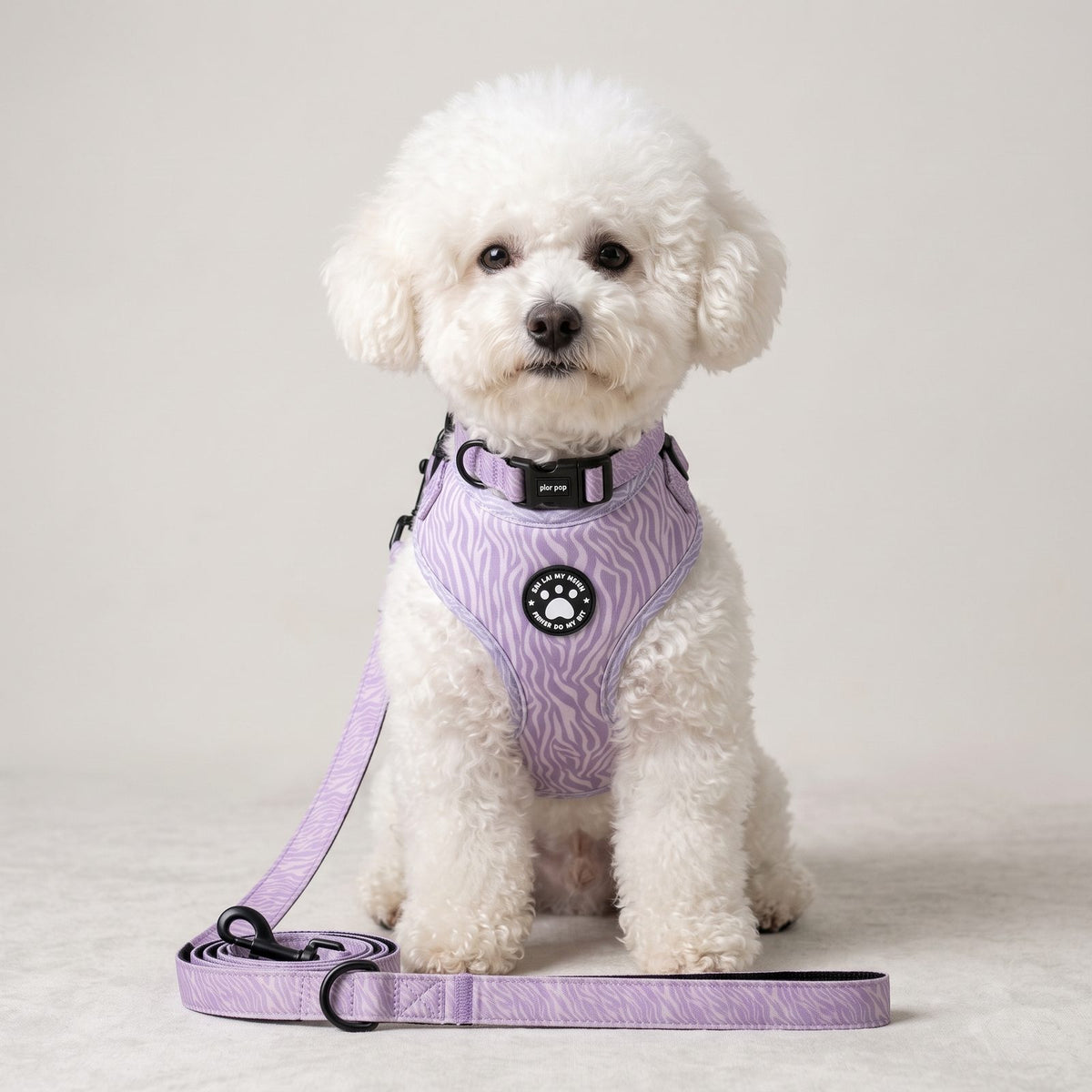 Chien assis portant l'ensemble harnais petit chien imprimé zèbre avec collier et laisse assortis
