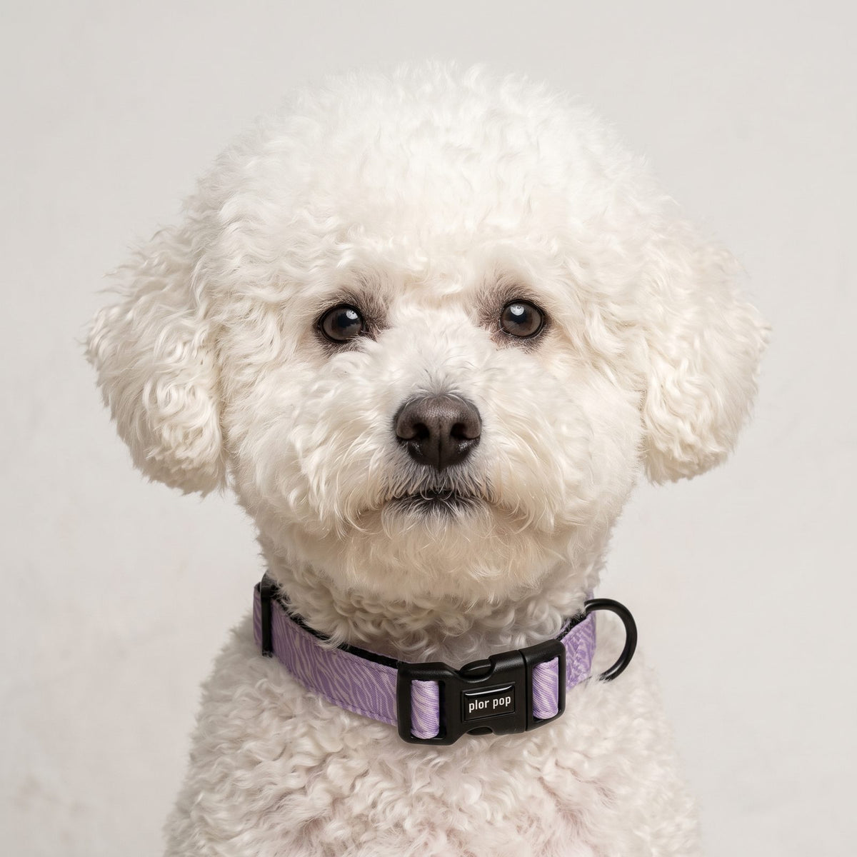 Portrait d'un chien portant le collier assorti au harnais petit chien imprimé zèbre, avec sa boucle-clip