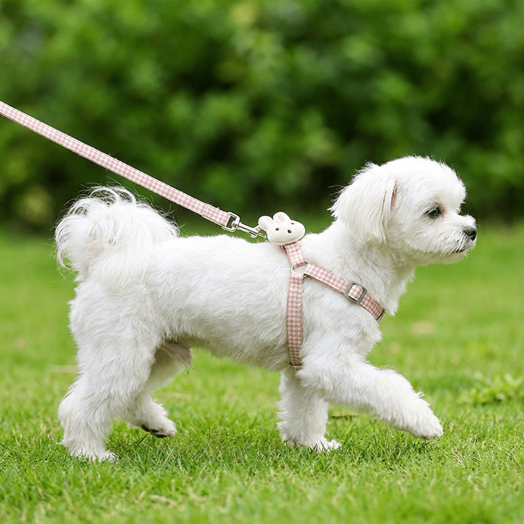 Bichon maltais blanc portant le harnais petit chien LapinChou rose à carreaux vichy en extérieur, vu de profil en train de marcher, harnais fin type H