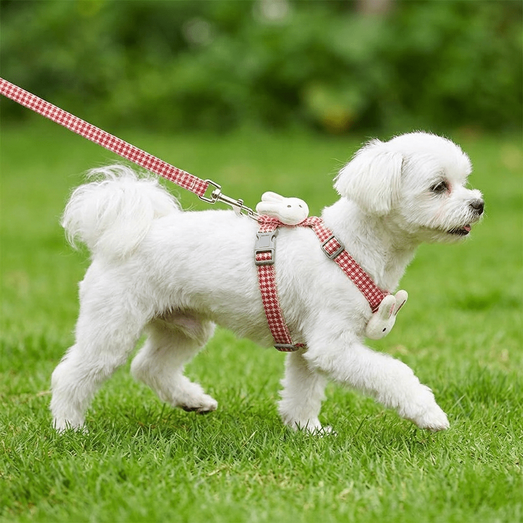 Bichon maltais blanc portant le harnais petit chien LapinChou rouge à carreaux vichy en extérieur, vu de profil en train de marcher, harnais fin type H