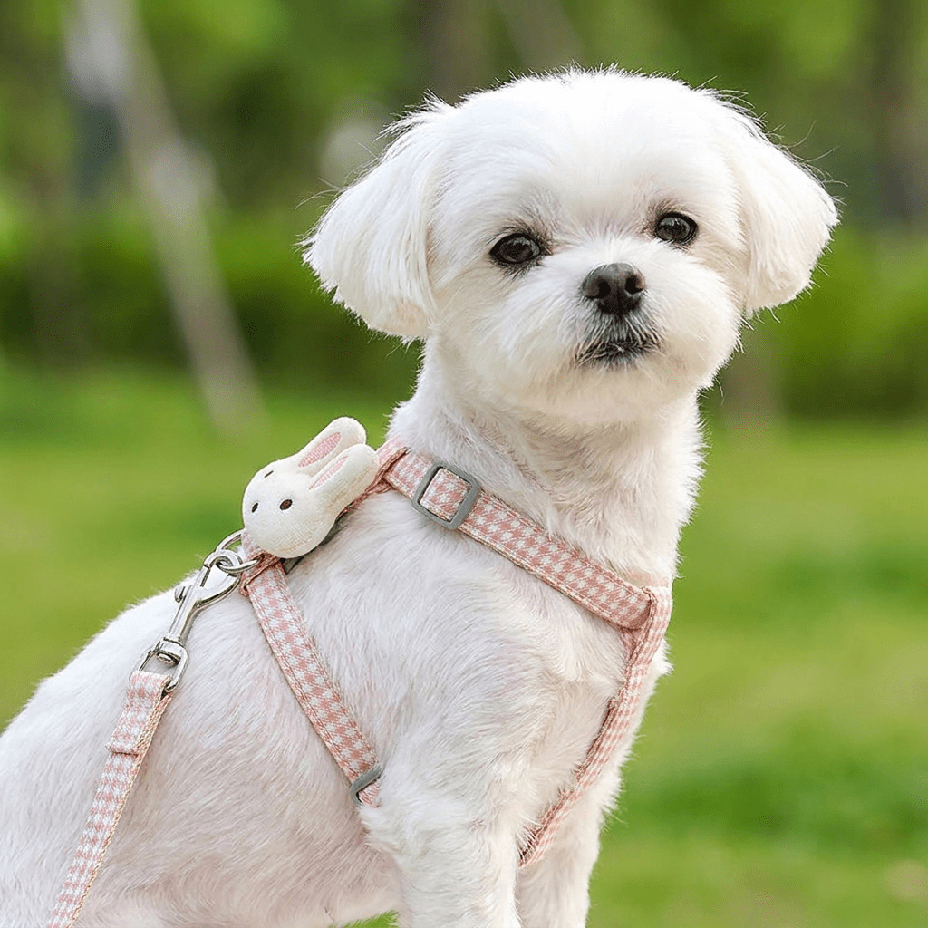 Bichon maltais blanc assis portant le harnais petit chien LapinChou rose à carreaux vichy en extérieur, vue de trois-quarts, pompon lapin sur le côté