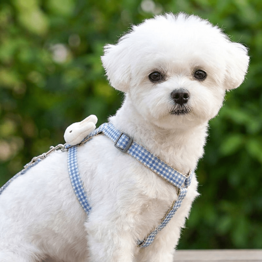 Bichon maltais blanc assis portant le harnais petit chien LapinChou bleu à carreaux vichy en extérieur, vue de trois-quarts, pompon lapin sur le côté