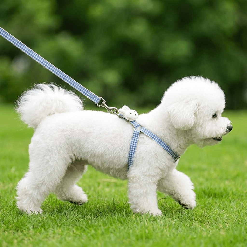 Bichon maltais blanc portant le harnais petit chien LapinChou bleu à carreaux vichy en extérieur, vu de profil en train de marcher, harnais fin type H