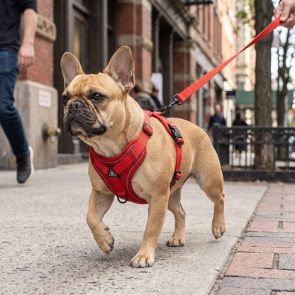 Petit chien portant le harnais réfléchissant LumiSoft rouge, promenade en ville tenu en laisse