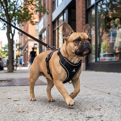 Petit chien portant le harnais réfléchissant LumiSoft noir, promenade en ville sur un trottoir