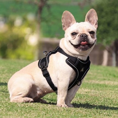 Petit chien portant le harnais réfléchissant LumiSoft noir, moment de complicité dans un jardin