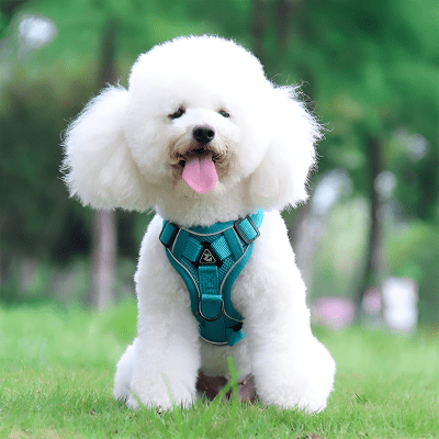 Harnais petit chien hypoallergénique doux pour peau sensible LumiSoft™