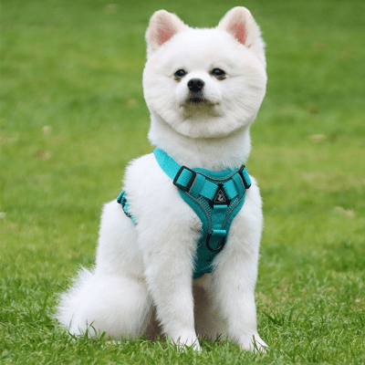 Harnais petit chien sécuritaire avec anneaux métalliques renforcés LumiSoft™