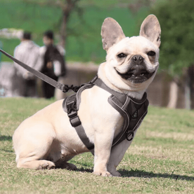 Harnais petit chien design ergonomique pour liberté de mouvement LumiSoft™