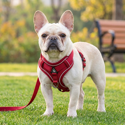 Petit chien portant le harnais réfléchissant LumiSoft rouge, promenade dans un parc en automne
