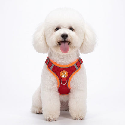 Petit chien portant le harnais ToudouxFlex turquoise et orange, vue de face en studio