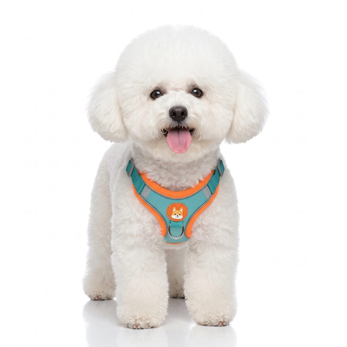 Petit chien portant le harnais ToudouxFlex violet et jaune en studio sur fond blanc