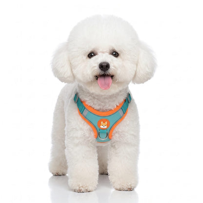 Petit chien portant le harnais ToudouxFlex violet et jaune en studio sur fond blanc