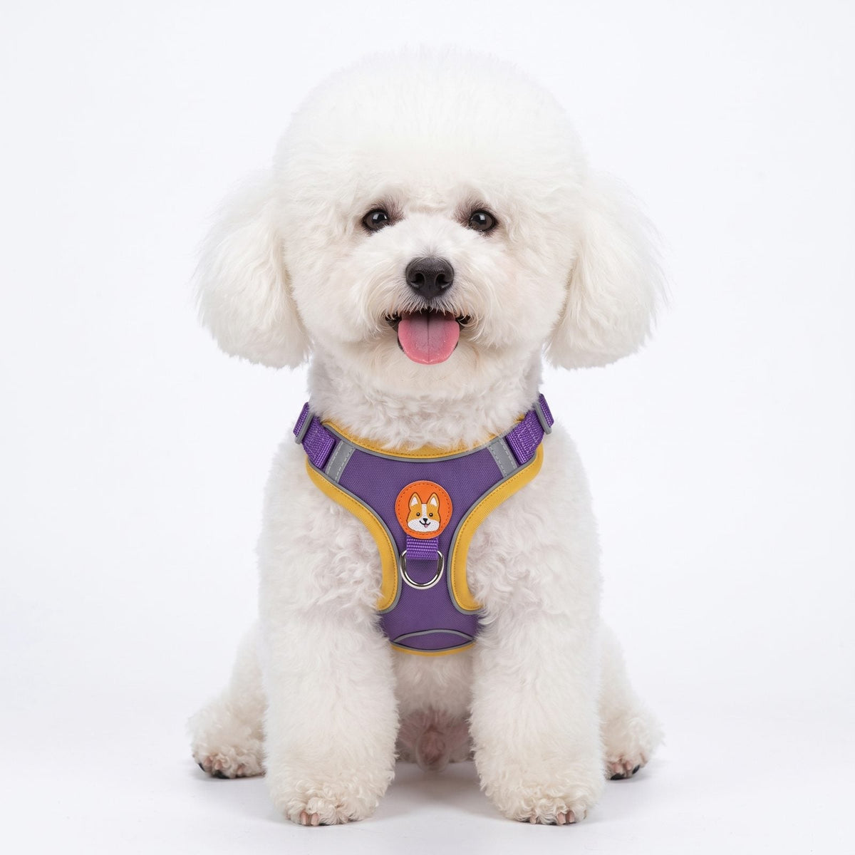Petit chien portant le harnais ToudouxFlex rouge et orange, promenade en ville en laisse
