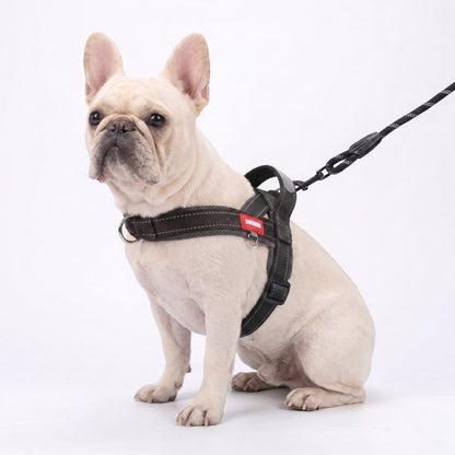 Bouledogue français portant le harnais pour chien rouge et bleu avec bandes réfléchissantes visibles de nuit