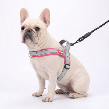 Bouledogue français portant le harnais pour chien gris taupe avec sa laisse assortie, vue de face