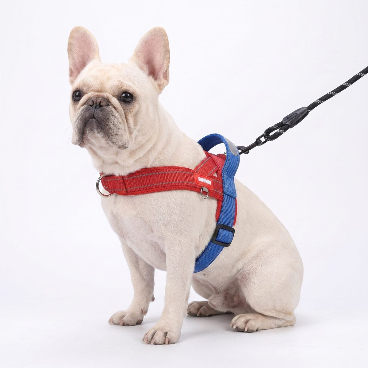 Bouledogue français portant le harnais pour chien noir et rouge avec sa laisse assortie, vue de face